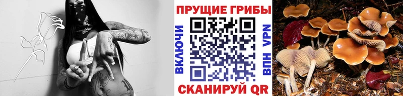 где купить наркотик  Вельск  Псилоцибиновые грибы MAGIC MUSHROOMS 